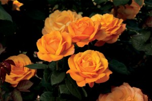 GOLDEN DELICIOUS (hybrid tea)